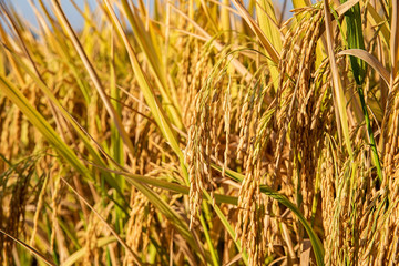 Golden yellow rice ear of rice growing in autumn paddy field