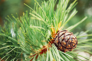 Green coniferous cedar ripe pine cones on tree branch forest sunlight - obrazy, fototapety, plakaty