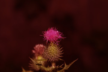 pink milk thistle flower in bloom in summer day blue petals close-up on blue natural background monochrome flowers.