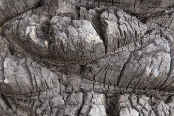 Corteza. de &aacute;rbol