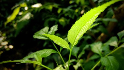 green leaves of tree