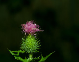 pink milk thistle flower in bloom in summer day blue petals close-up on blue natural background monochrome flowers.