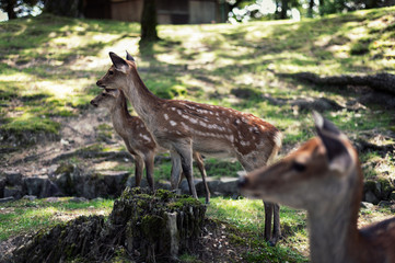 Deer Nara, Japan