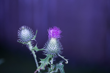 pink milk thistle flower in bloom in summer day blue petals close-up on blue natural background monochrome flowers.