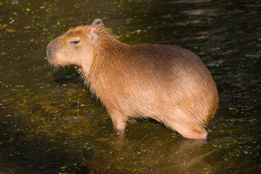 1,100+ Water Hog Stock Photos, Pictures & Royalty-Free Images - iStock