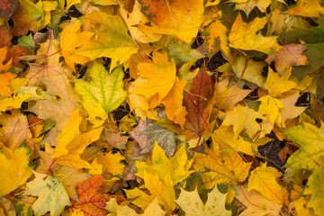 Yellow leaves of the maples had fallen to the ground.