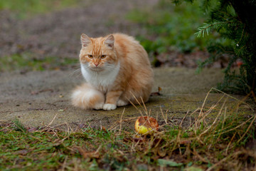 Naklejka na ściany i meble Beautiful orange-white cat is coming outdoor in nature