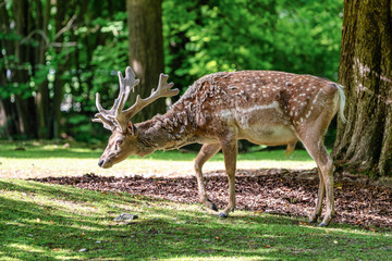 The fallow deer, Dama mesopotamica is a ruminant mammal