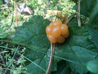 tomatoes on the vine