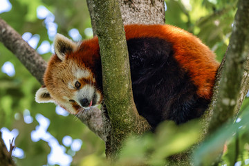 The red panda, Ailurus fulgens, also called the lesser panda.
