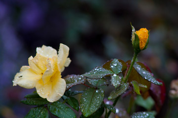 yellow flower
