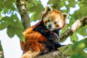 The red panda, Ailurus fulgens, also called the lesser panda.