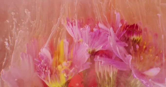 Macro video of Exotic  Flowers, Covered in Pollen on the Black Background. Closeup. Bouquet