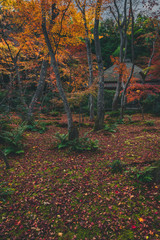 京都 祇王寺の紅葉と秋景色