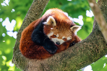 The red panda, Ailurus fulgens, also called the lesser panda.