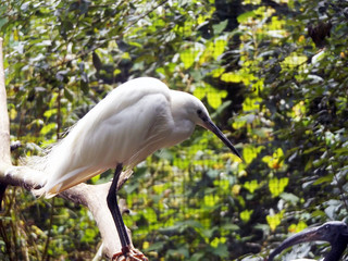 A white winged ibis sat on a tree branch in front of bush