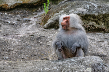 Naklejka premium The hamadryas baboon, Papio hamadryas is a species of baboon