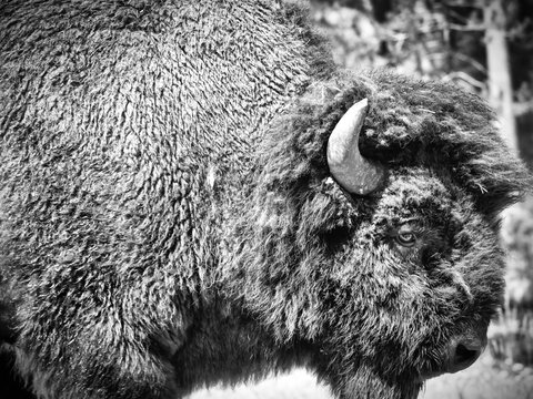 bisonte americano ritratto b&w