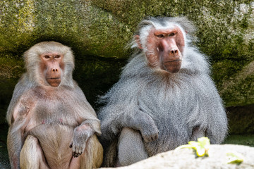 The hamadryas baboon, Papio hamadryas is a species of baboon