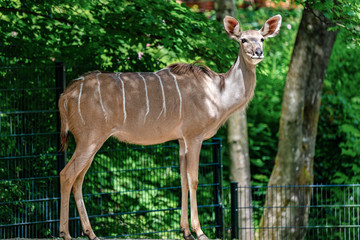 The common eland, Taurotragus oryx is a savannah antelope