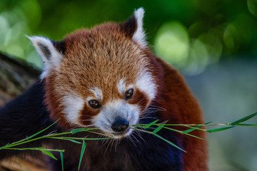 Naklejka premium The red panda, Ailurus fulgens, also called the lesser panda.