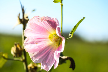 pink mallow alone, summertime © Dagmar Breu