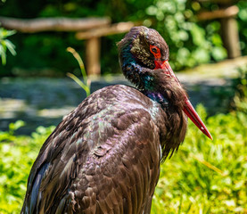 Black stork, Ciconia nigra in a german nature park