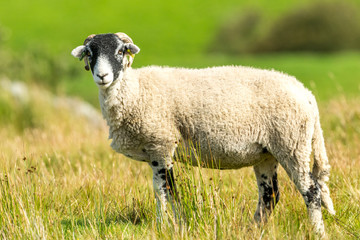 Swaledale sheep stood in moorland habitat, Swaledale, North Yorkshire. Horizontal.  Space for copy.