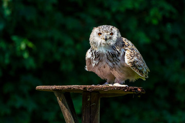 Eurasian Eagle Owl, Bubo bubo in a german nature park