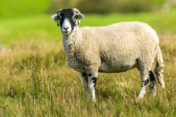 Swaledale sheep stood in rough pasture., Swaledale, North Yorkshire..  Landscape, Horizontal.  Space for copy.