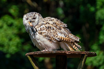 Eurasian Eagle Owl, Bubo bubo in a german nature park