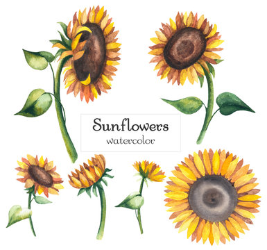 Watercolor sunflowers. Yellow flowers isolated on white background.