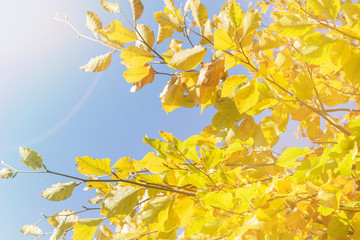 A picture of a tree with yellow leaves which is a perfect background.
