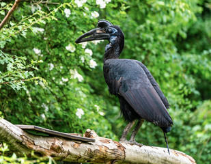 Abyssinian northern Ground Hornbill, Bucorvus abyssinicus strange bird