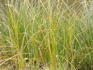 Autumn day. Autumn grass. Dense thickets, yellowing blades of grass.