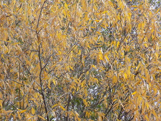 Осенний день. Листва деревьев осенью. 