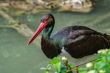 Black stork, Ciconia nigra in a german nature park