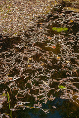 Natural background of leaves floating on the water with a reflection of a tree with berries standing on the shore. In the water, green mud and different leaves. Vertical.