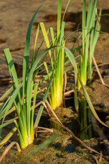 Swamp grass grows in water with leaves, mud and duckweed. A dragonfly sits on the green stalks of grass. Selective focus on the first bush. Vertical.