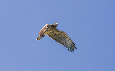 osprey in flight