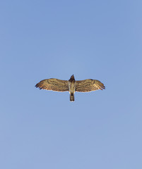 golden eagle in flight