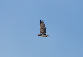 hawk in flight