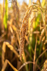 Golden yellow rice ear of rice growing in autumn paddy field