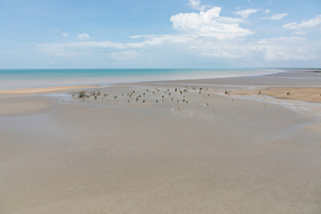 aerial view of the sea and mudflat coastline at low tide with mangroves