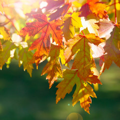 Fototapeta na wymiar Multi-colored maple leaves.