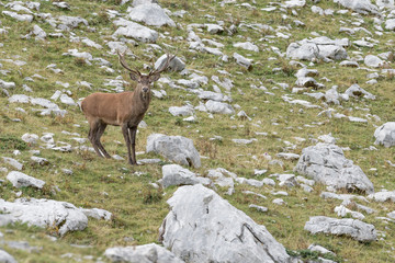 Red deer male out of woodland, Alps mountains (Cervus elaphus)