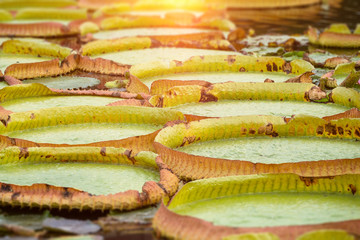 some water lilies leafs in a pond