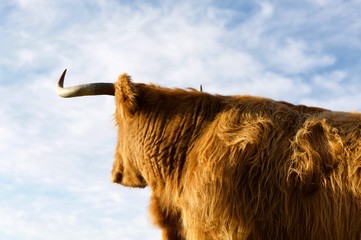 Obraz premium Highland cow