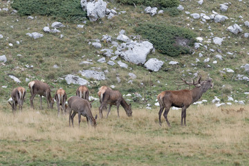 Herd of deer in Alps mountains (Cervus elaphus)