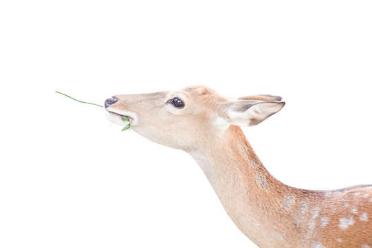 Single deer eating green leaf plant isolated on white background